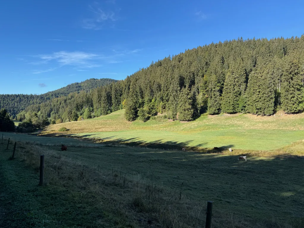 Sonnige Bergwiese mit grasenden Kühen vor dichtem Nadelwald und bewaldeten Hügeln unter blauem Himmel.